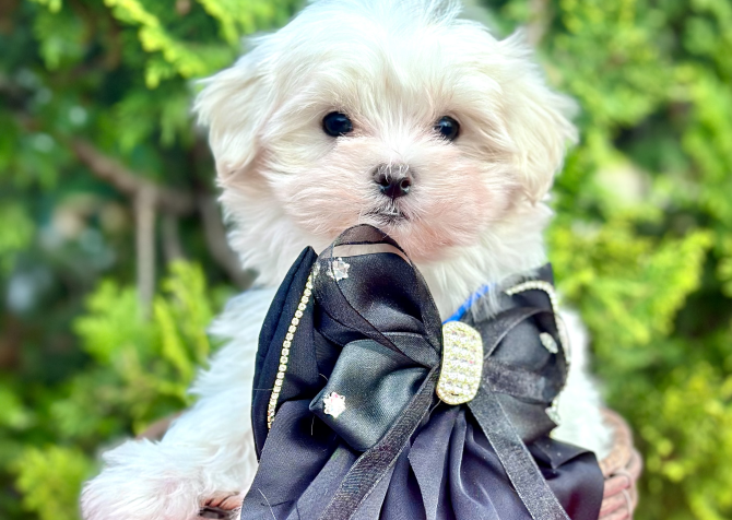 Maltese Terrier Safkan Yavrular